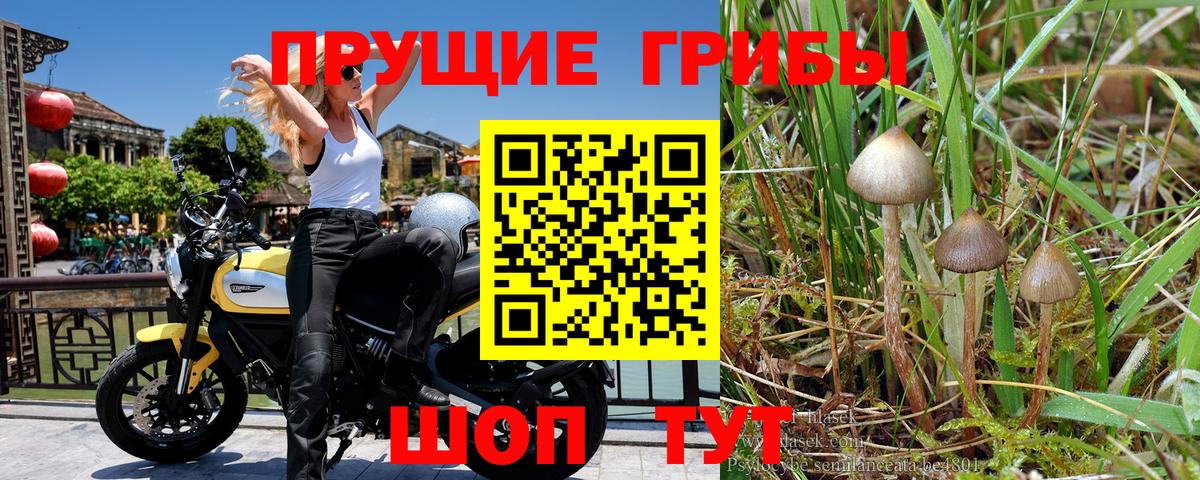 Псилоцибиновые грибы мицелий Калуга
